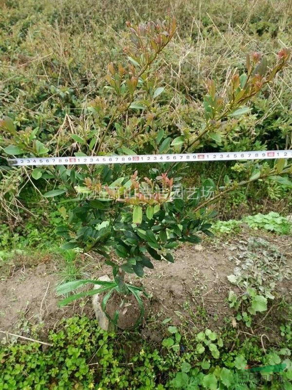 浙江小葉紋母工程苗