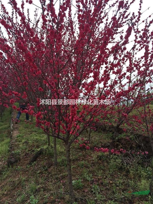 大量批發(fā)觀花植物紅葉碧桃 紫葉碧桃 紅花碧桃 紫葉桃 多種規(guī)