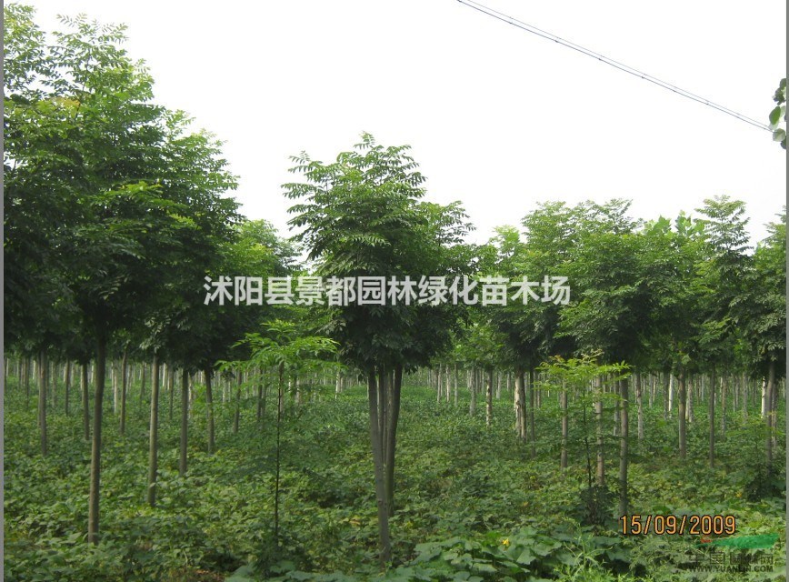 綠化喬木欒樹樹苗 欒樹小苗  南欒  北京欒樹等綠化苗木