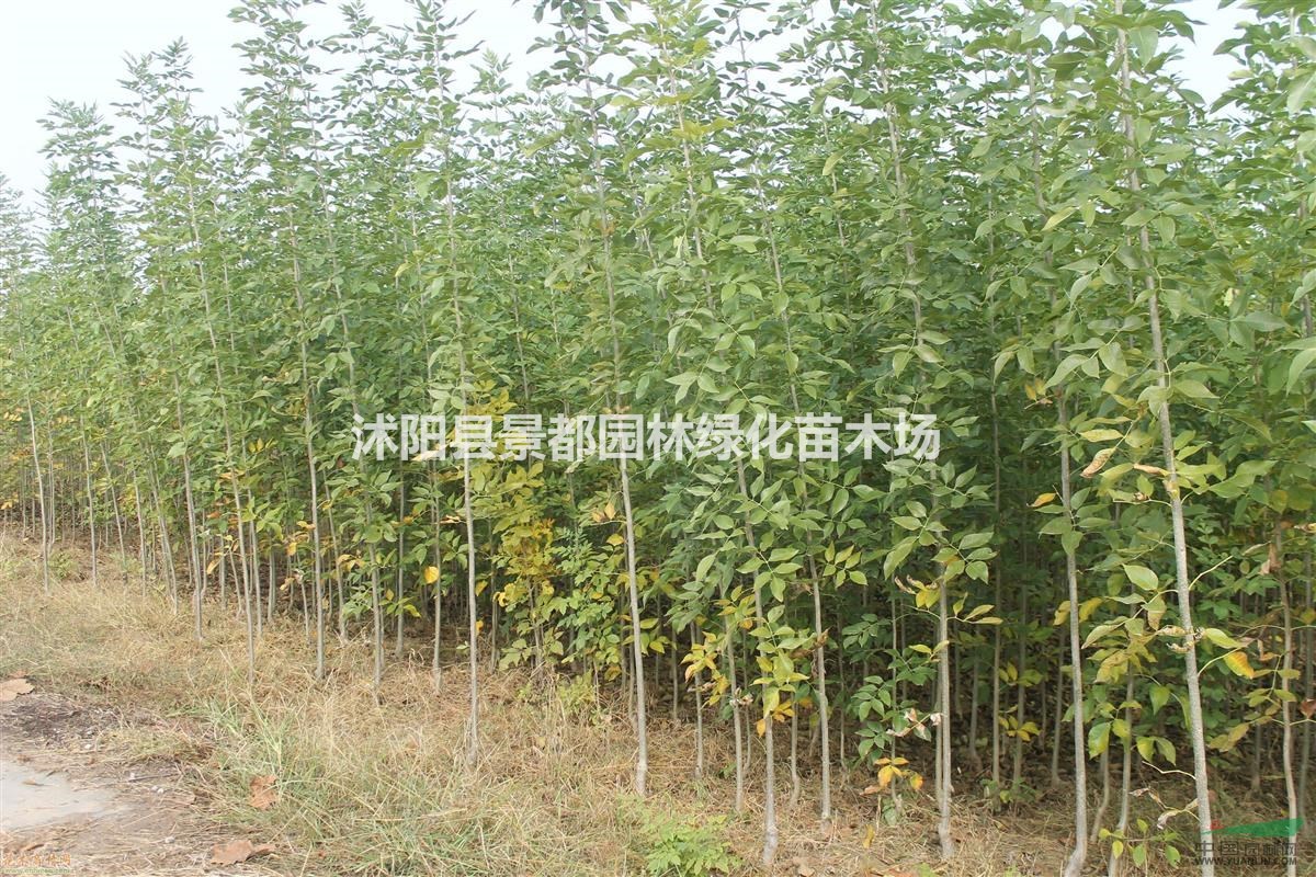 耐寒綠化苗木白臘 白臘小苗  白臘樹苗 多種規(guī)格