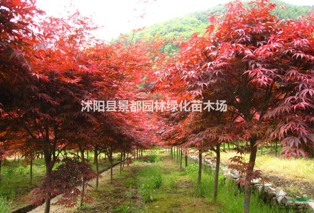彩葉綠化苗木日本紅楓 中國紅楓 美國紅楓 紅楓小苗