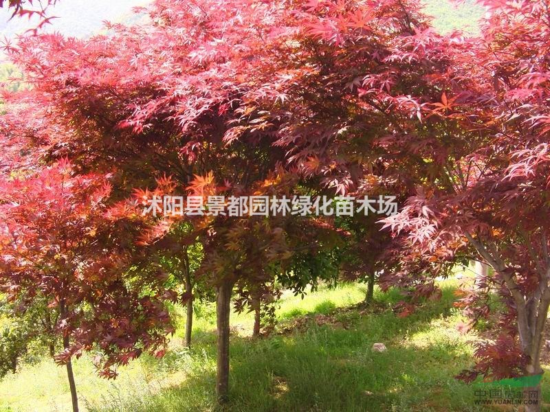 彩葉綠化苗木日本紅楓 中國紅楓 美國紅楓 紅楓小苗