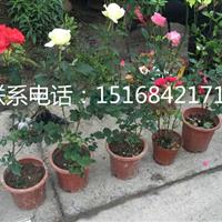 常年供應(yīng)月季花 玫瑰月季。辦公室工地?cái)[放專用 價(jià)格實(shí)惠