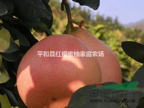 自產(chǎn)自銷優(yōu)質(zhì)紅橙蜜柚果樹苗