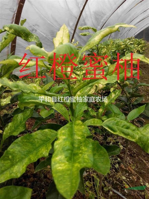 專供紅肉蜜柚苗，黃肉蜜柚苗，三紅蜜柚苗