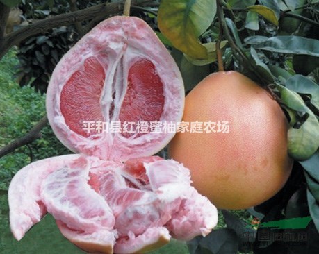 紅橙蜜柚基地，紅橙蜜柚價格，紅橙蜜柚價格