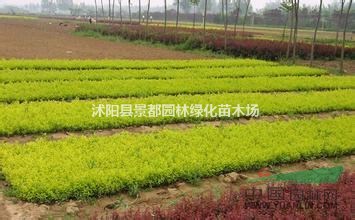 供應(yīng)彩色綠化苗木金葉女貞 金葉女貞球 金葉女貞小苗 黃葉女貞