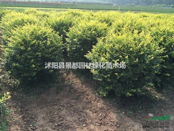 供應(yīng)彩色綠化苗木金葉女貞 金葉女貞球 金葉女貞小苗 黃葉女貞