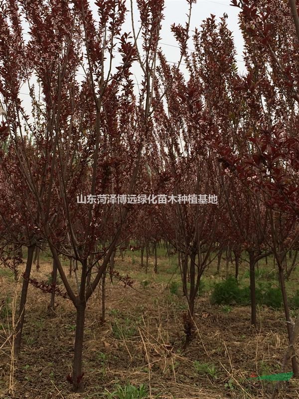 最新國(guó)槐價(jià)格   12公分國(guó)槐    