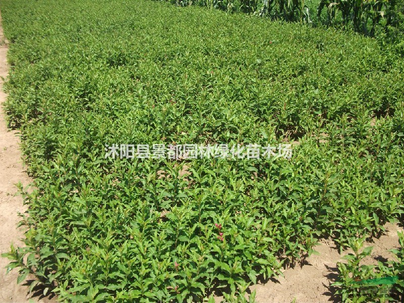 供應綠化苗木紅王子錦帶苗多分枝