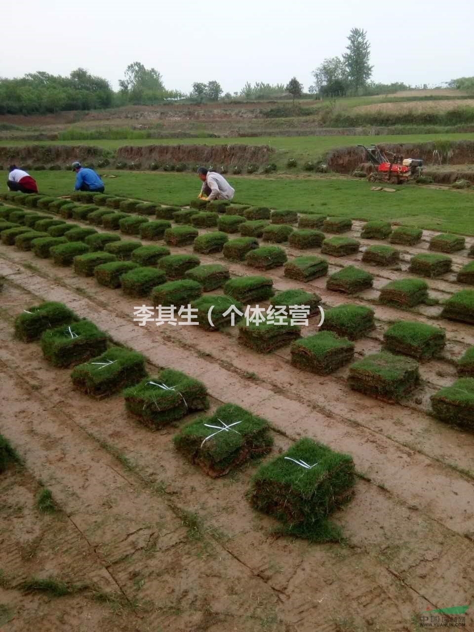 最新的草坪資源