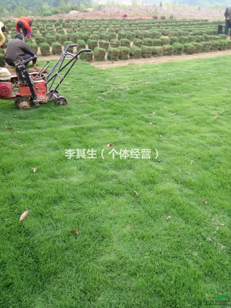 最新的草坪資源