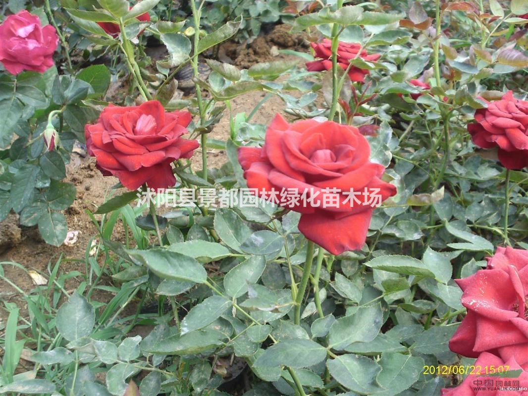 供應(yīng)月季花苗 嫁接大花月季  高桿月季 紅帽月季  黃帽月季