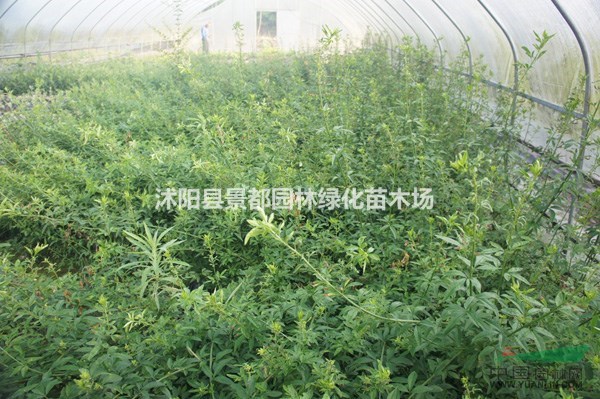 供應(yīng)垂直綠化苗木迎春花苗 迎春小苗 迎夏 黃馨苗 云南黃馨