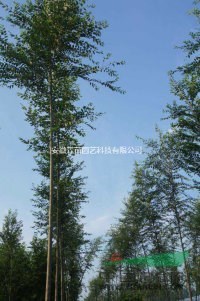 3公分直桿榆