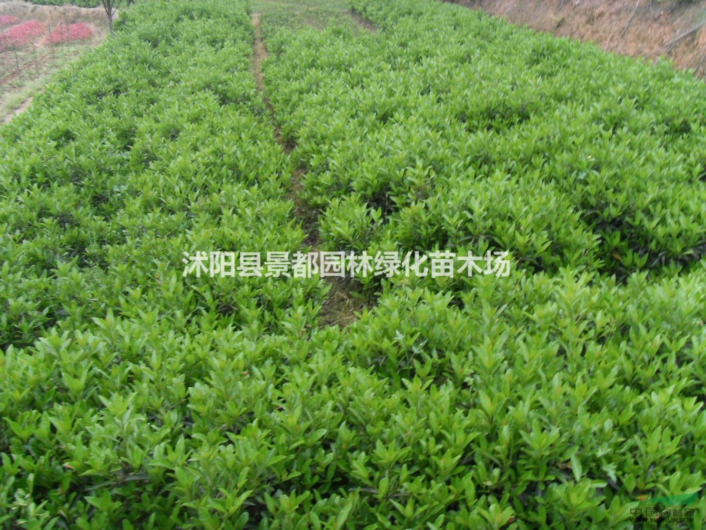 供應(yīng)綠化苗木法國冬青 法青 