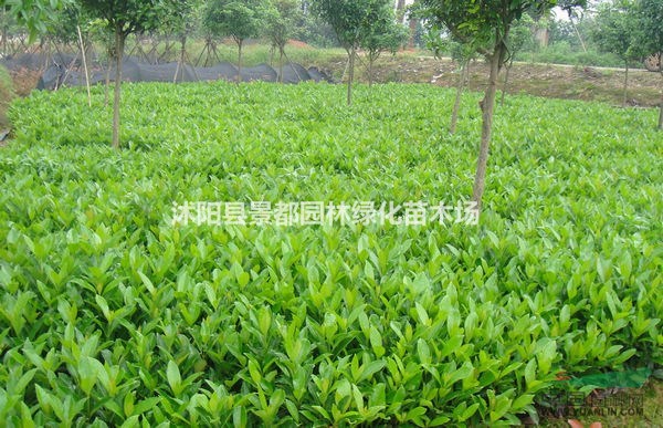 供應(yīng)綠化苗木法國冬青 法青 