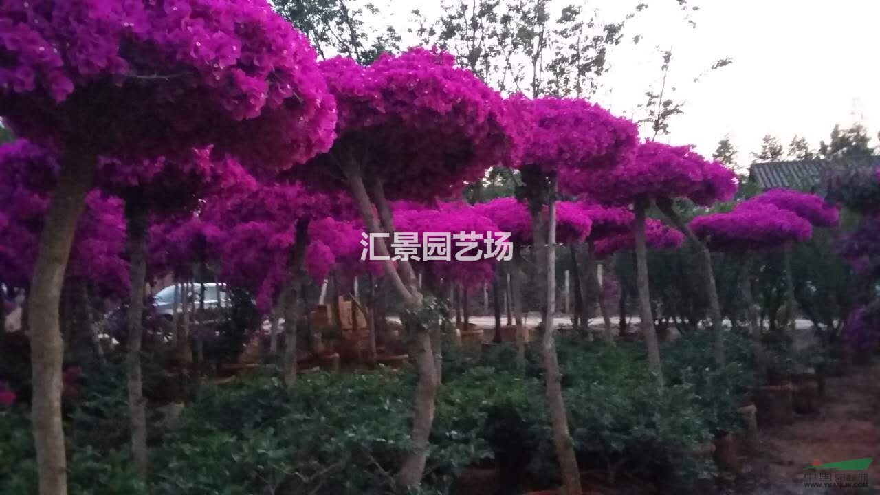 三角梅，九重葛造型三角梅，傘型三角梅供應(yīng)