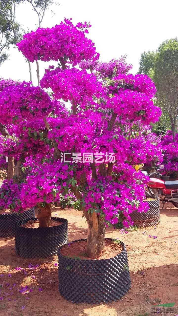 三角梅，九重葛造型三角梅，傘型三角梅供應(yīng)