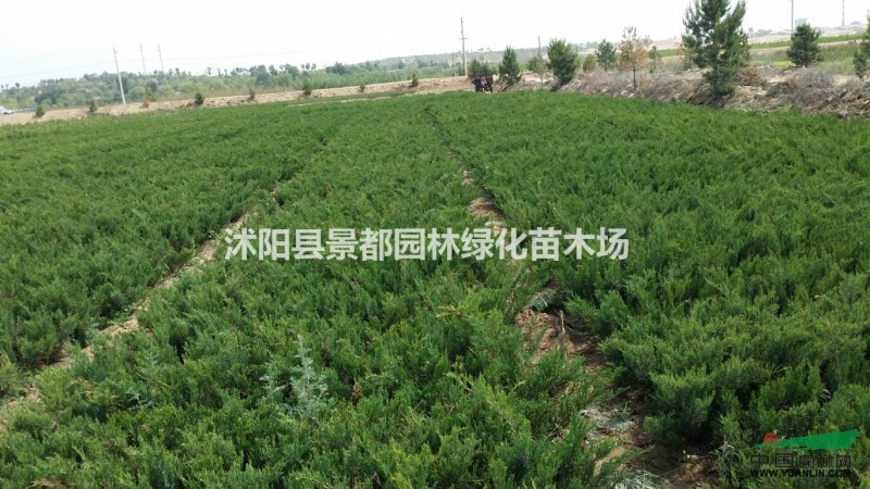 供應(yīng)地柏 爬地柏 鋪地柏 等綠化苗木