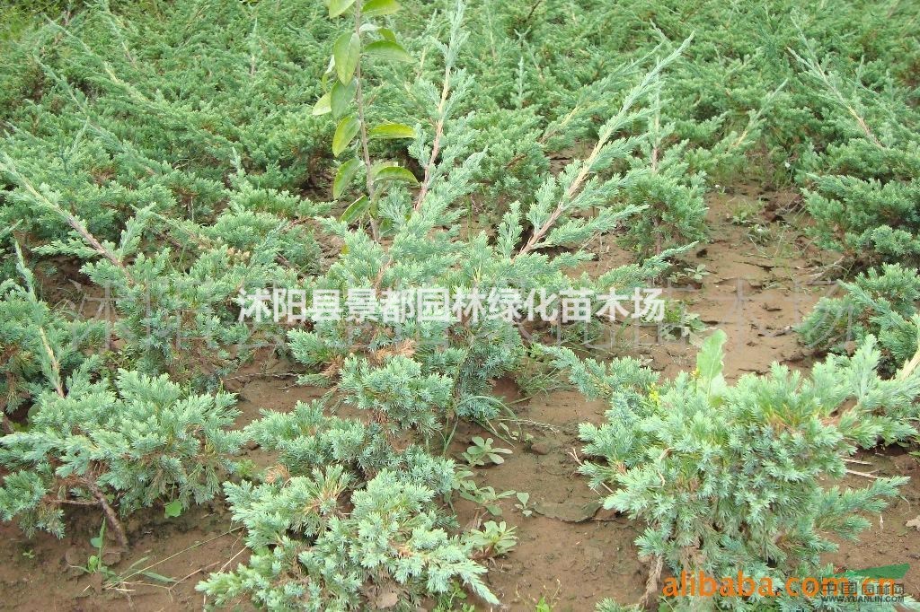 供應(yīng)地柏 爬地柏 鋪地柏 等綠化苗木