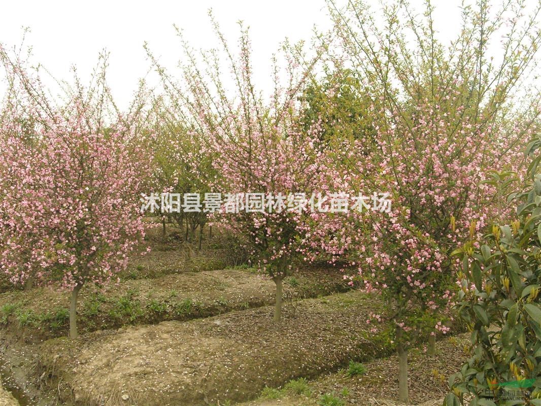 供應(yīng)觀花綠化苗木垂絲海棠小苗 垂絲海棠多種規(guī)格