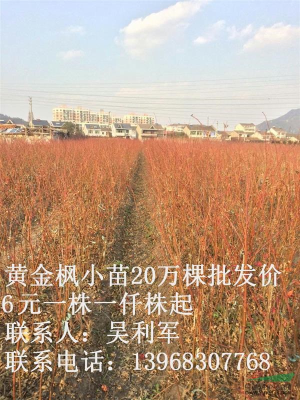 公司出售一年生黃金楓小苗20萬棵批發(fā)價6元一株一仟株起