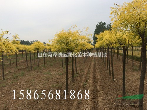 8公分金葉槐振海苗木質(zhì)量好