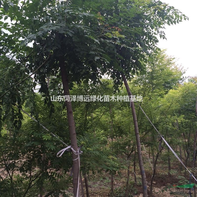 4公分欒樹價格山東價格