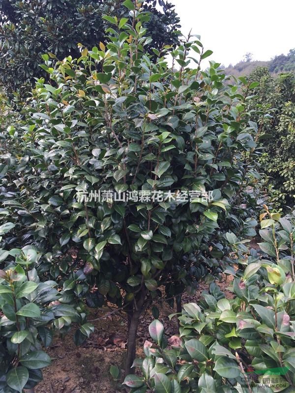 供應(yīng)各種規(guī)格茶梅球、茶花、含笑球、龜甲冬青球