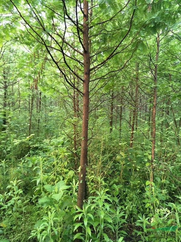 行道綠化，首選水杉