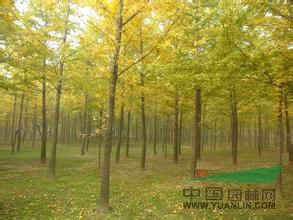 銀杏樹價(jià)格報(bào)價(jià)參考