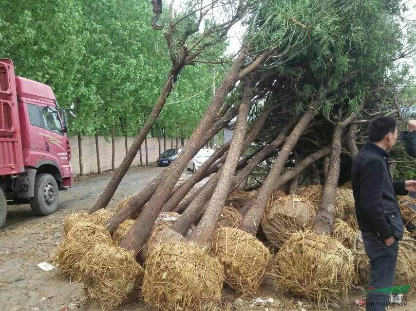 家槐價格 家槐是國槐嗎 大規(guī)格家槐