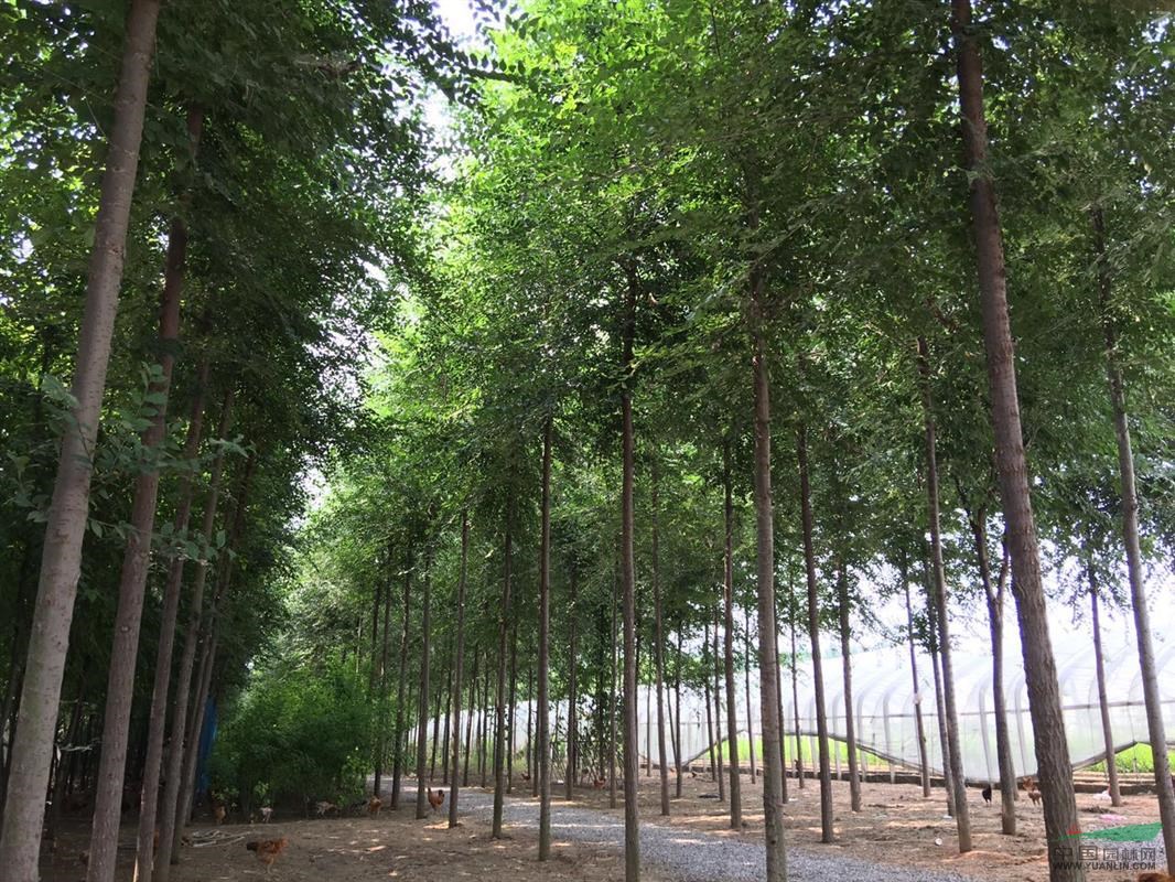 3公分直桿榆