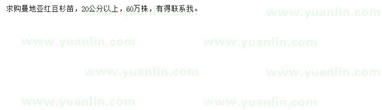 求購20公分以上曼地亞紅豆杉苗