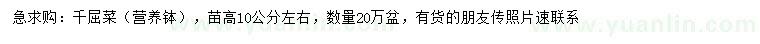 求購(gòu)苗高10公分左右千屈菜
