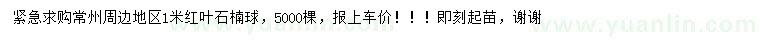 求購1米紅葉石楠球