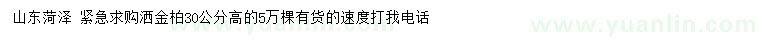 求購高30公分灑金柏