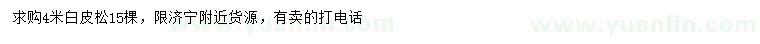 求購4米白皮松