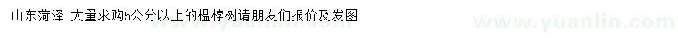 求購(gòu)5公分以上榅桲樹(shù)
