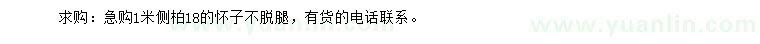 求購(gòu)1米側(cè)柏