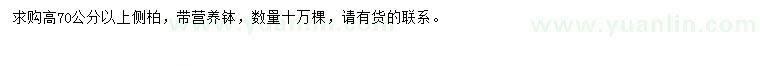 求購(gòu)高70公分以上側(cè)柏