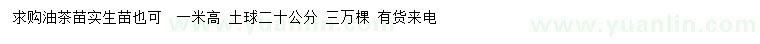 求購(gòu)高1米油茶苗