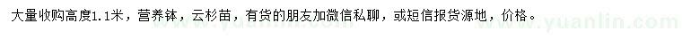 求購高1.1米云杉苗