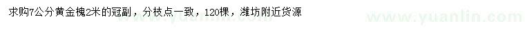 求購7公分黃金槐