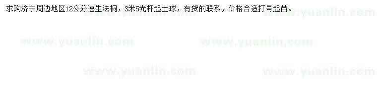 求購12公分速生法桐