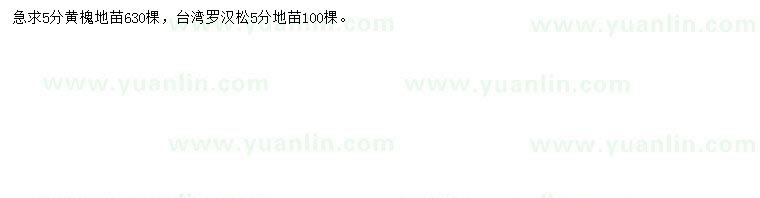 求購5公分黃槐、臺(tái)灣羅漢松地苗