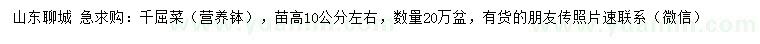 求購高10公分左右千屈菜