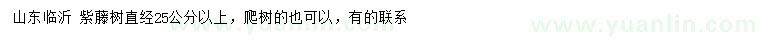 求購直經(jīng)25公分以上紫藤樹