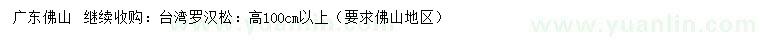求購高100公分以上臺(tái)灣羅漢松